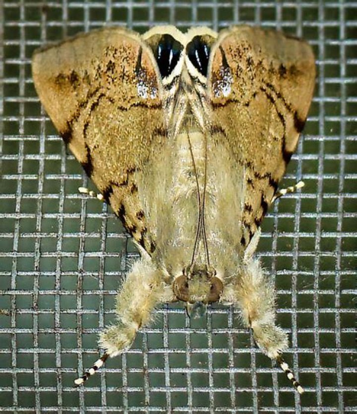 Moth Photographers Group – Litoprosopus hatuey – 8556.1